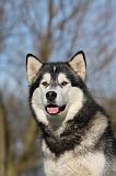 ALASKAN MALAMUTE 759